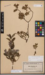 Salix bicolor Ehrh. ex Willd.